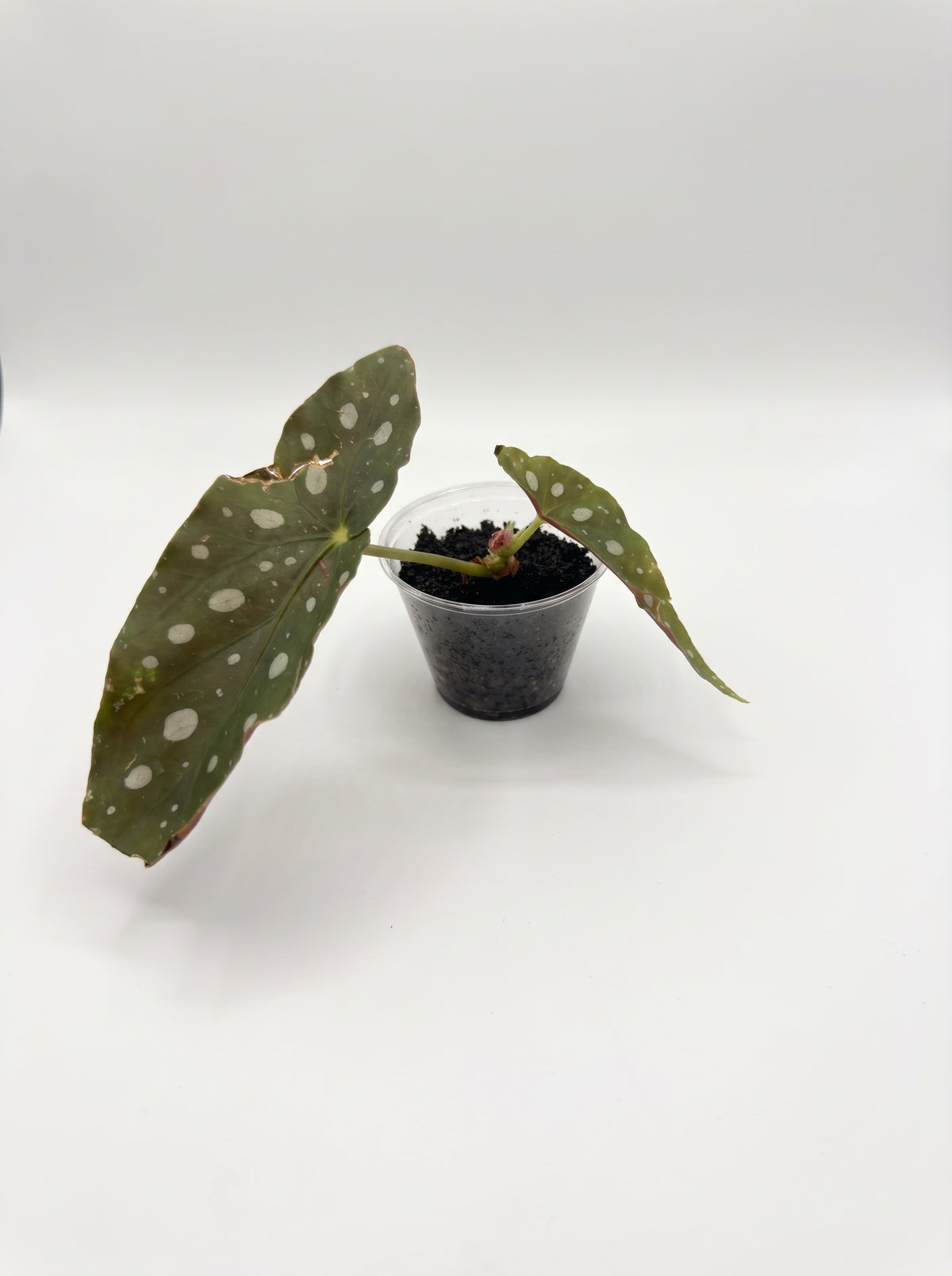 Begonia maculata with two silver-spotted green leaves in a clear cup, on a white background
