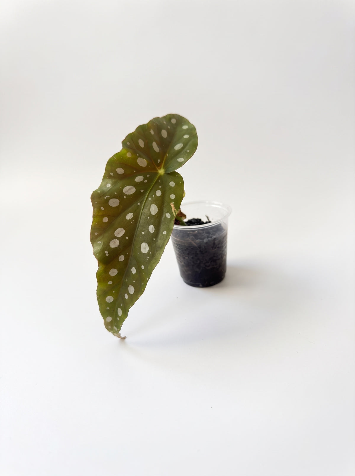 Small Begonia maculata starter with one silver-spotted leaf beside a clear cup, on a white background