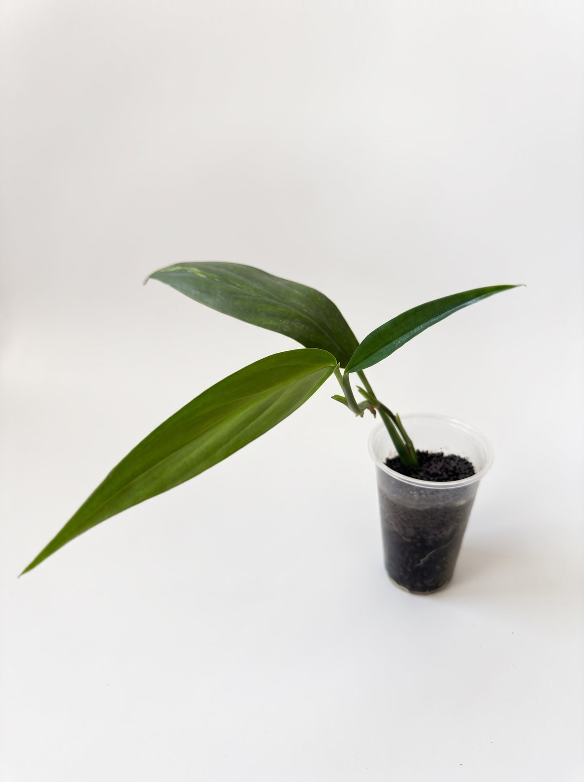 Epipremnum amplissimum starter with long narrow green leaves and low variegation in a clear cup, on a white background