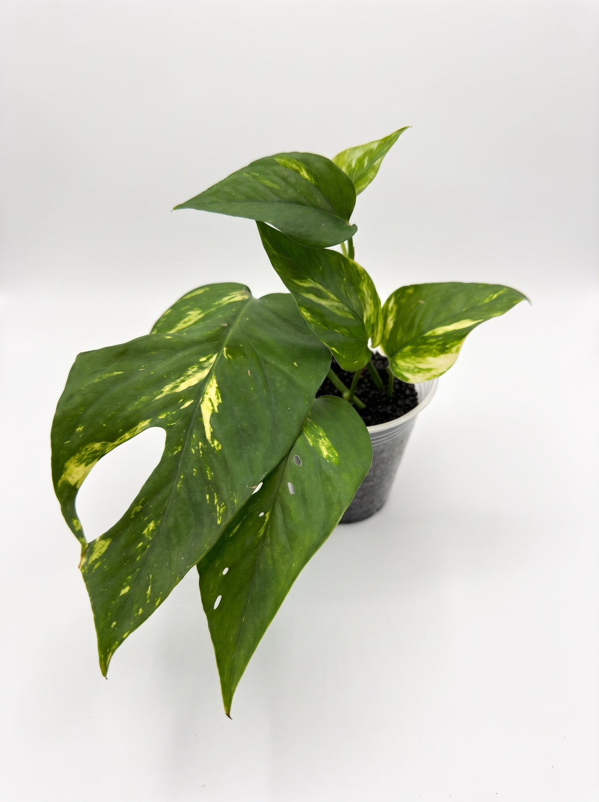 Tall Epipremnum pinnatum 'Aurea Variegata' with a large split leaf and gold-marbled new growth, on a white background