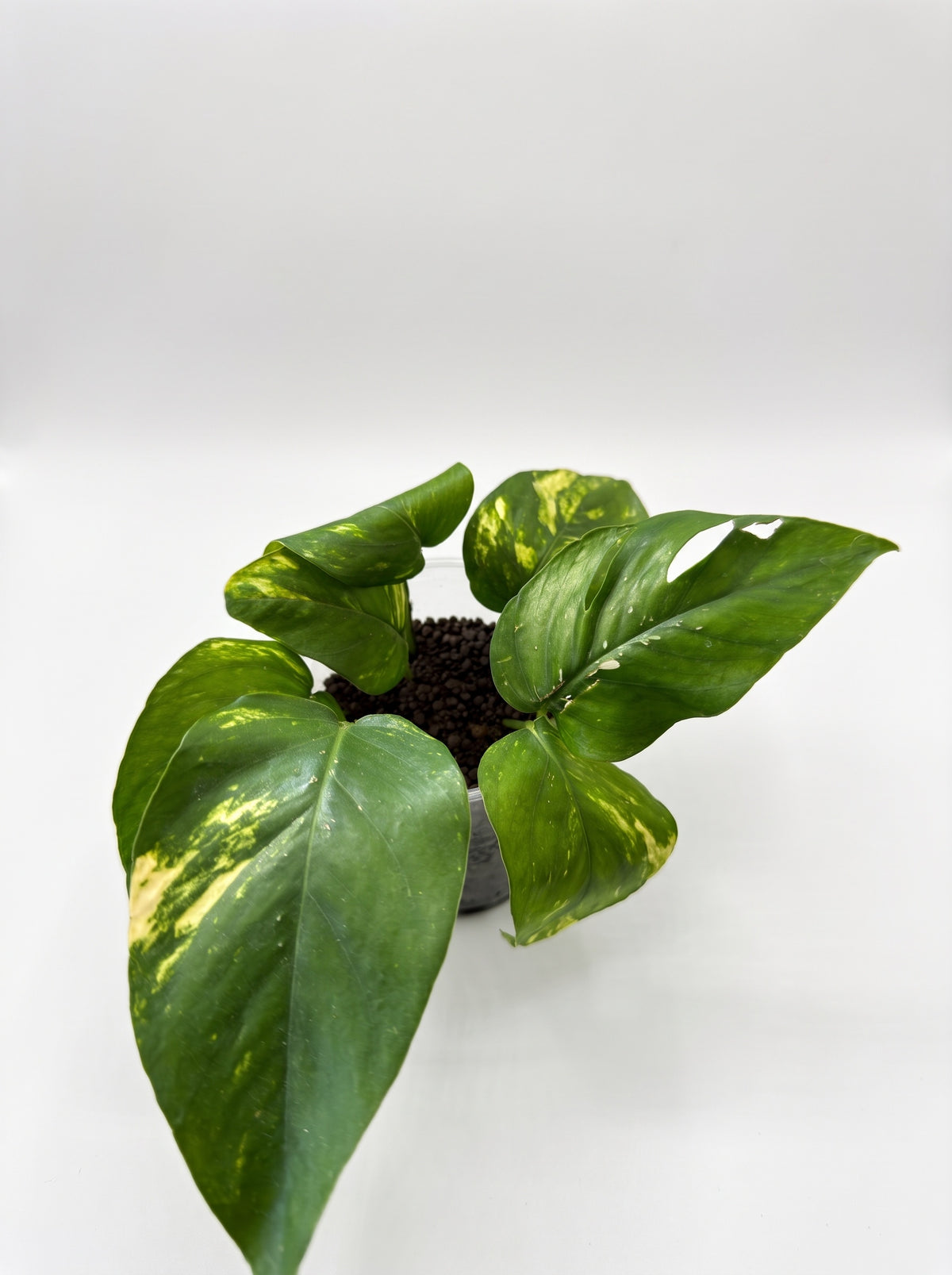 Compact Epipremnum pinnatum 'Aurea Variegata' with broad gold-marbled leaves in a clear cup, on a white background