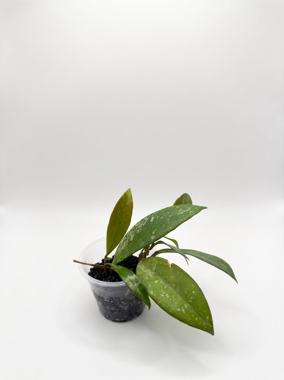 Hoya pubicalyx with silver-flecked green leaves in a clear cup, on a white background