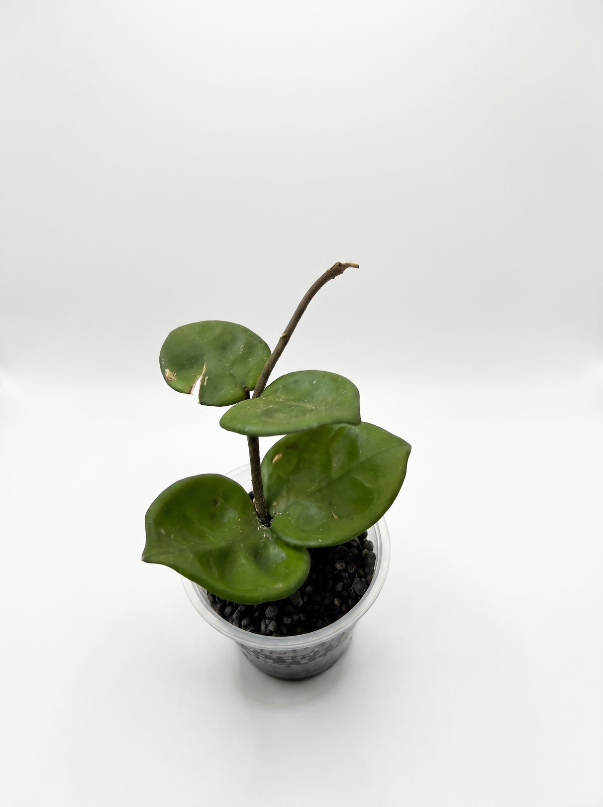 Small Hoya carnosa 'Chelsea' starter with thick glossy green leaves in a clear cup, on a white background