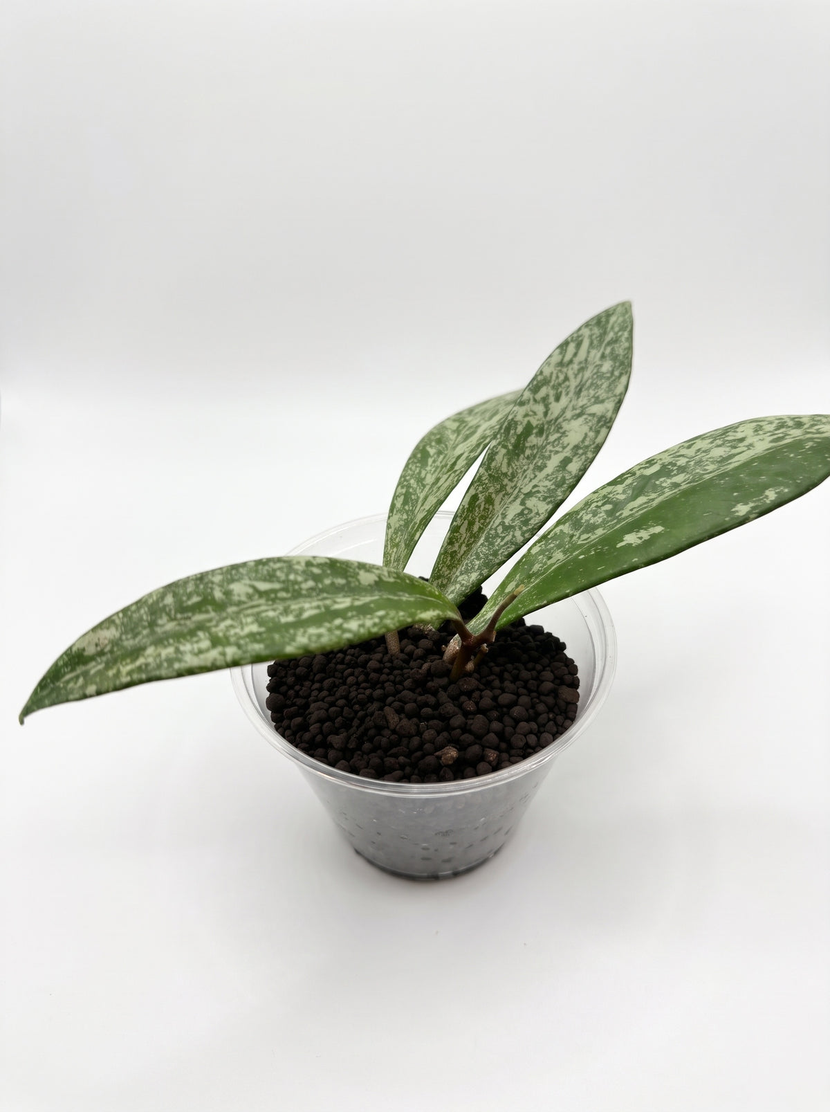 Small Hoya pubicalyx 'Splash' starter with silver-flecked green leaves in a clear cup, on a white background