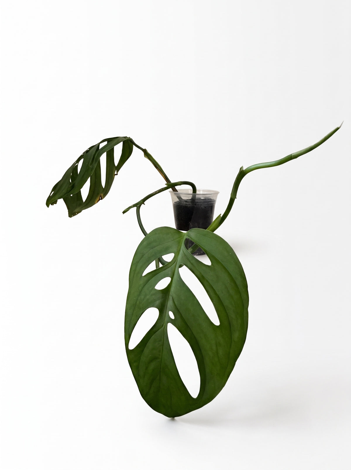 Monstera Esqueleto with large fenestrated leaves in a clear cup, on a white background