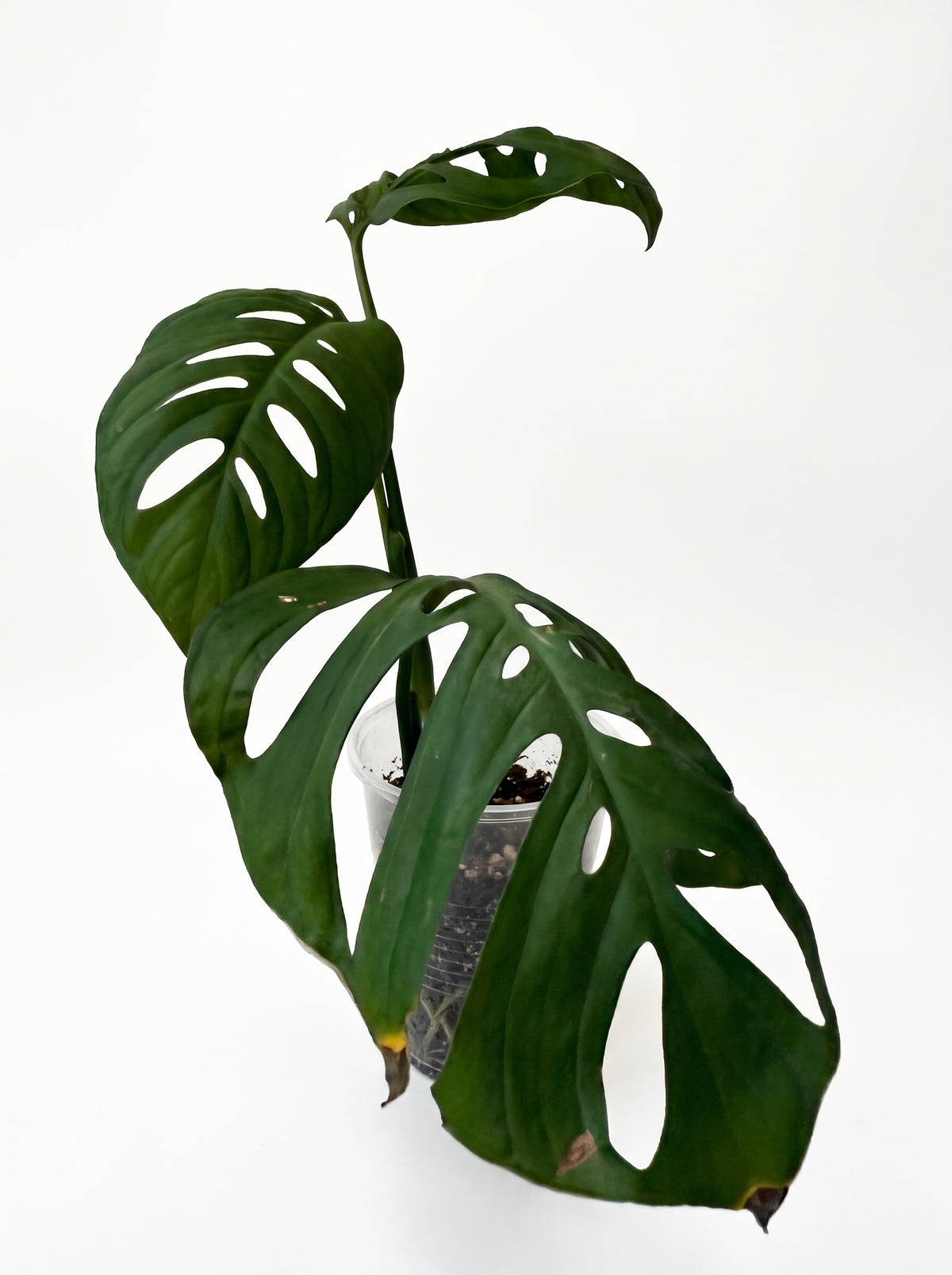 Monstera Esqueleto with several large fenestrated leaves in a clear cup, on a white background