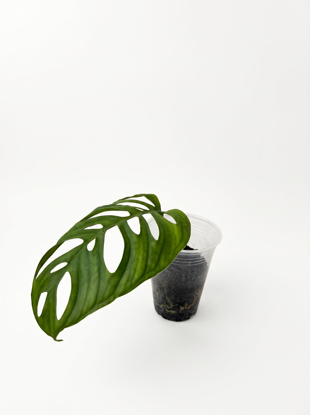Young Monstera Esqueleto starter plant with a broad fenestrated leaf in a clear cup, on a white background