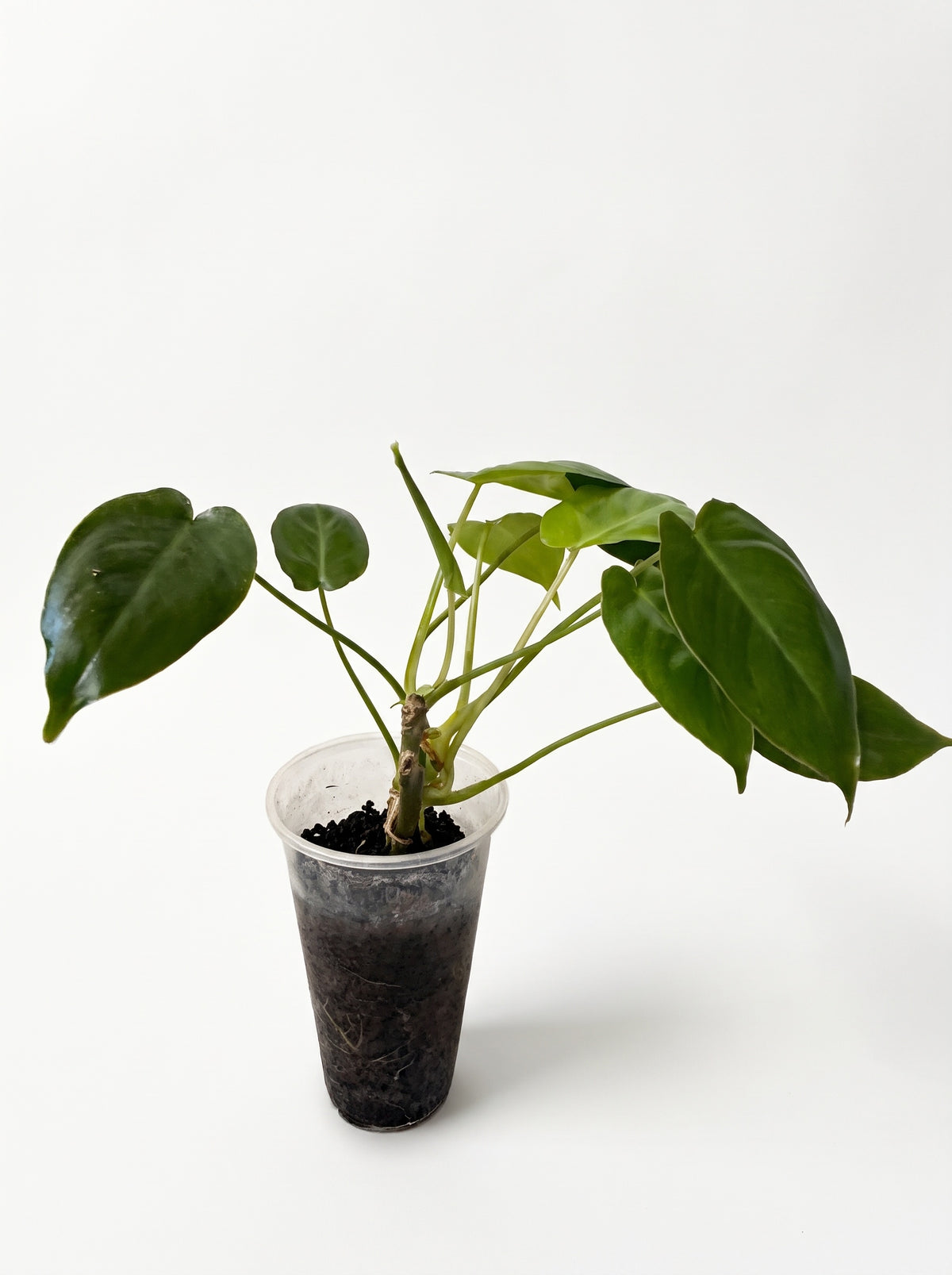 Small Philodendron Burle Marx in a clear cup, on a white background