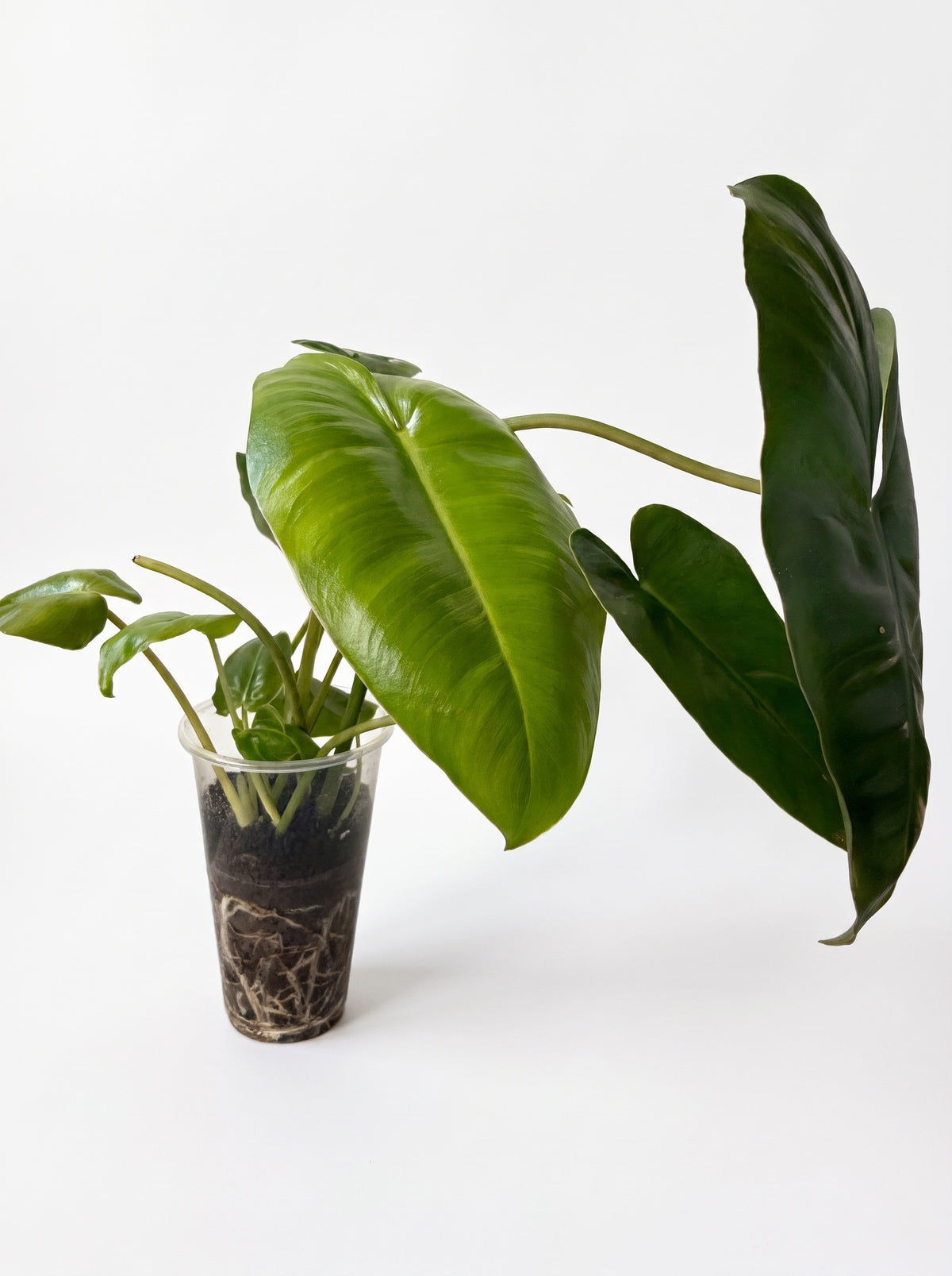 Large Philodendron Burle Marx in a clear cup, on a white background