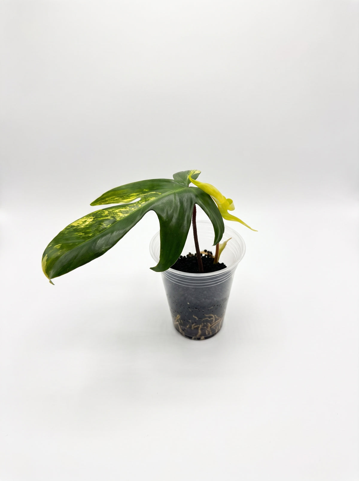 Philodendron Florida Beauty Sunrise starter with a lobed, cream and green variegated leaf and new yellow growth in a clear cup, on a white background