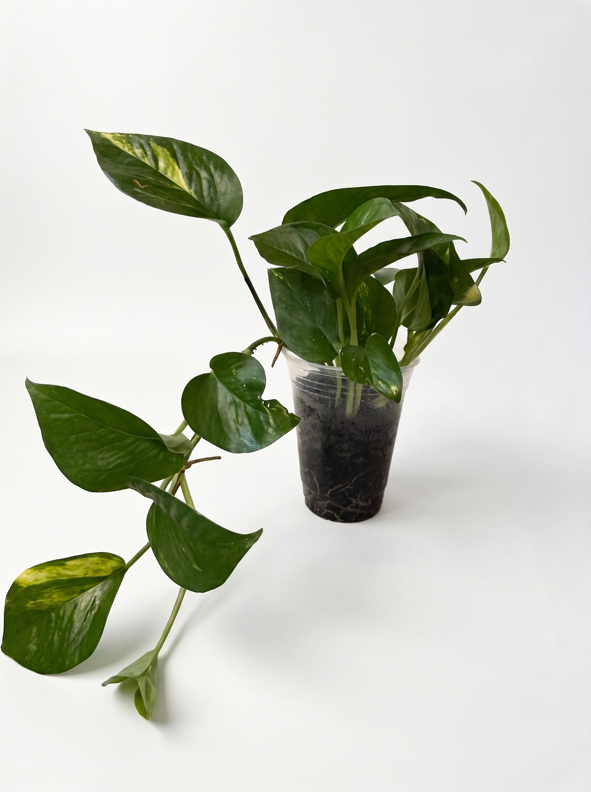 Golden Pothos in a clear cup, on a white background