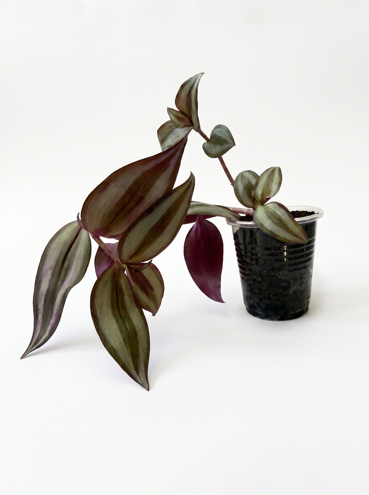 Small Tradescantia zebrina starter with silver-banded green and purple leaves trailing from a clear cup, on a white background